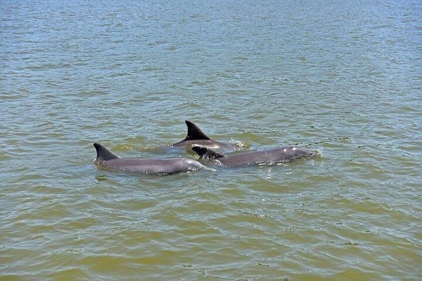 Dos delfines nadando en aguas tranquilas. 4