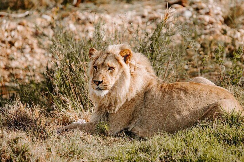 Tour Safari; Nairobi National Park 1