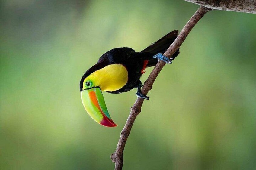 A toucan perched on a branch. 3