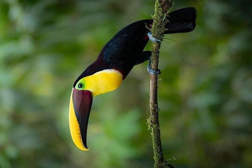 A toucan perched on a tree branch. 2