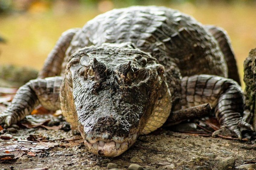 Un grand reptile, peut-être un crocodile, se reposant sur une surface rocheuse. 5