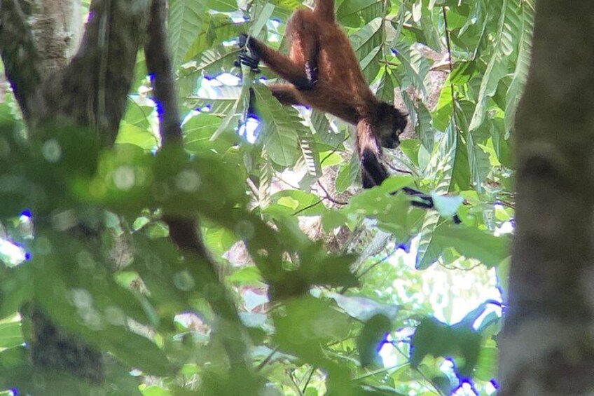 Un singe suspendu aux branches d’un arbre dans une forêt dense. 2