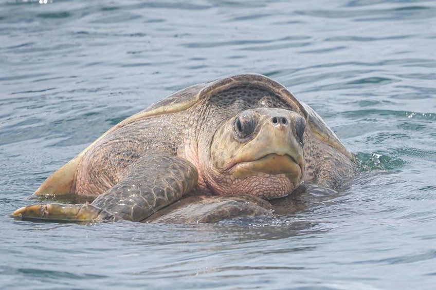 Une tortue de mer nage dans l’océan. 4