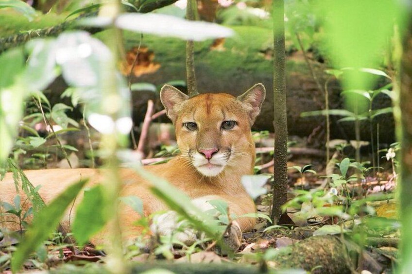 Un cougar est allongé dans une zone boisée, où la végétation et les arbres sont denses. 1