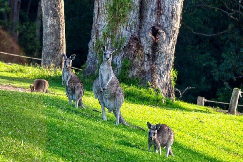 Kangaroos on a grassy field with trees in the background. 2