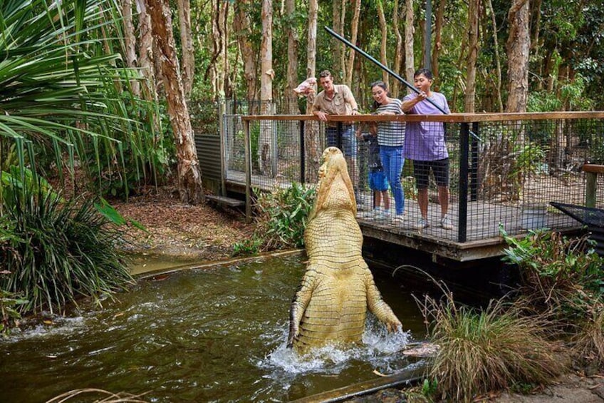A crocodile in a water enclosure with a viewing platform. 1