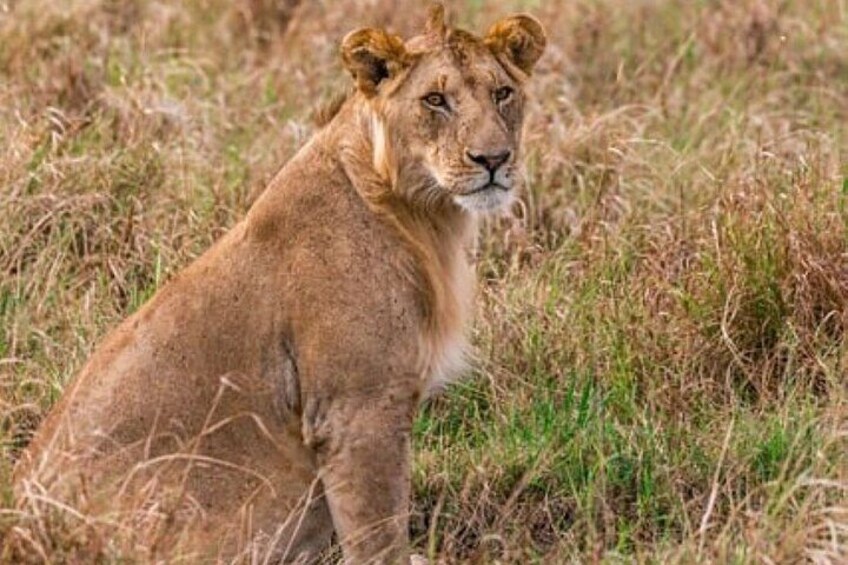 A lion sitting in a grassy field. 2