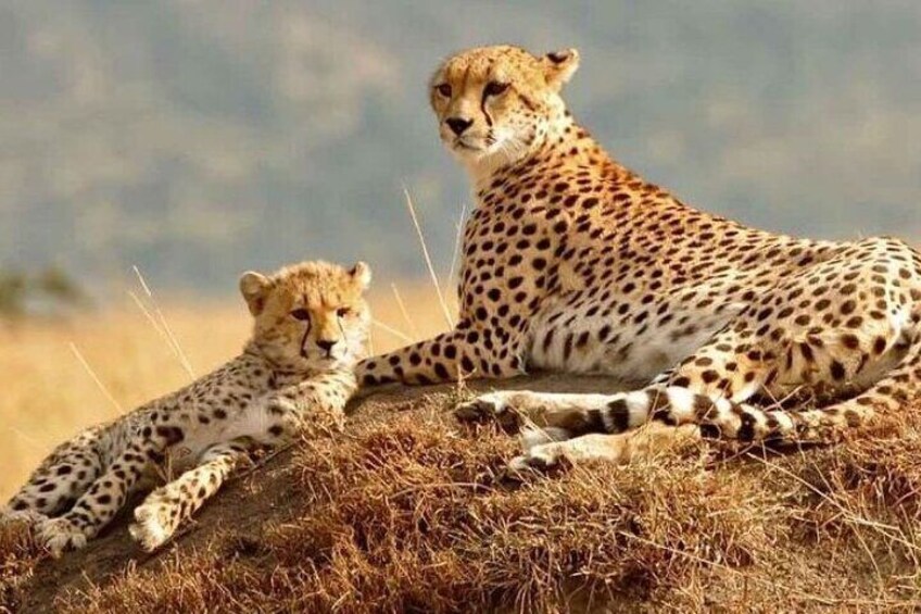 Two cheetahs resting on a grassy hill with a blurred background. 3