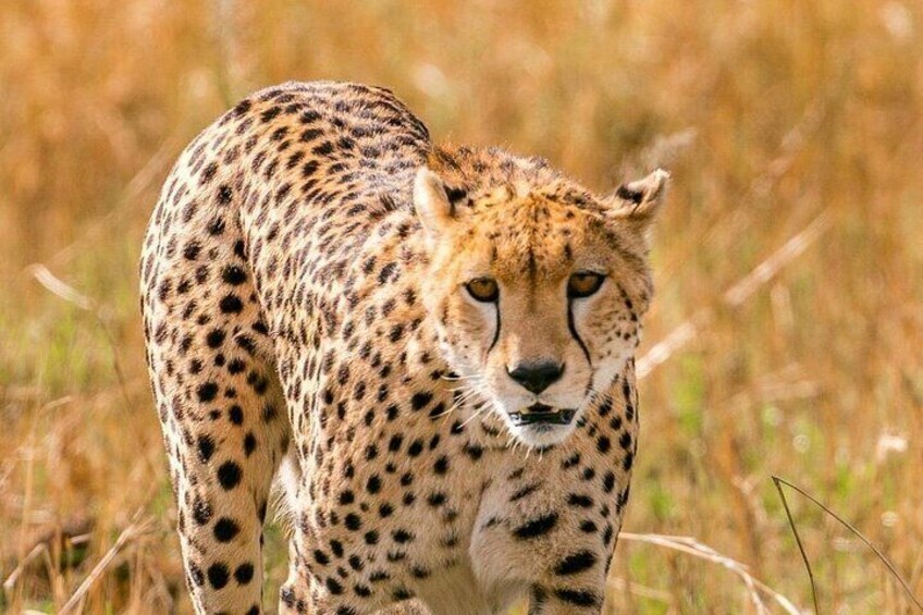 A cheetah in a grassy field. 1