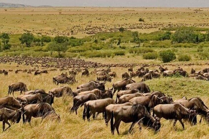 A herd of wildebeests grazing in a grassy savannah. 4