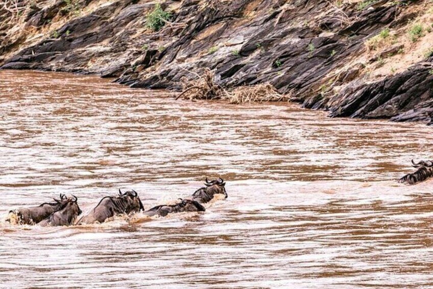 Wildebeests swimming in a river. 5