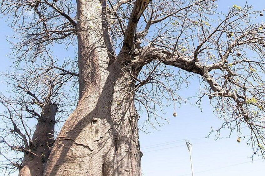 Ein großer Baum mit dickem Stamm und wenigen Ästen vor blauem Himmel. 2