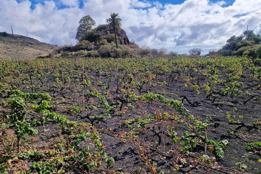 A vineyard with rows of grapevines under a partly cloudy sky. 4