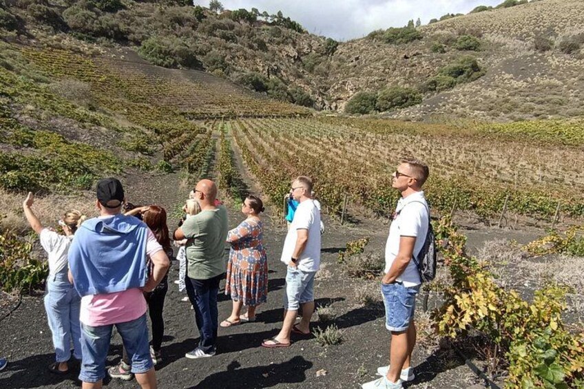 A group of people standing in a vineyard. 3