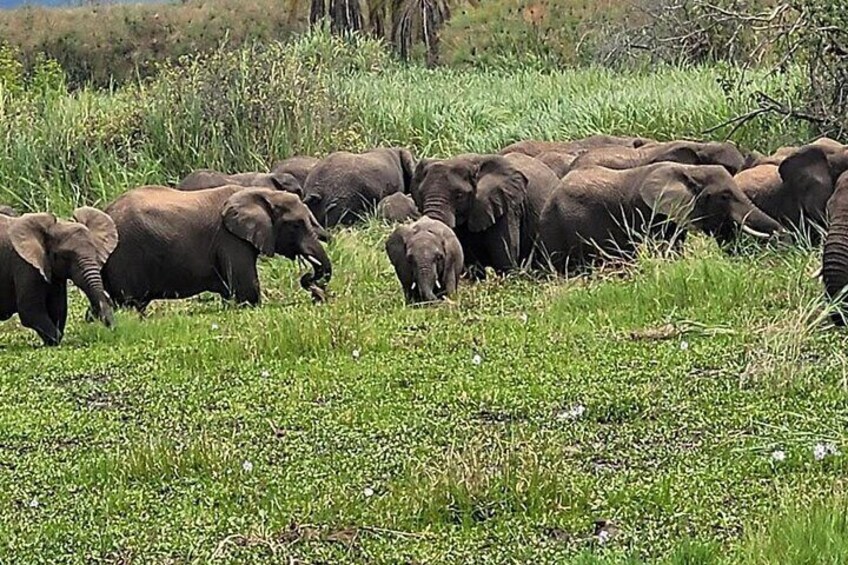 A herd of elephants in a grassy field. 5