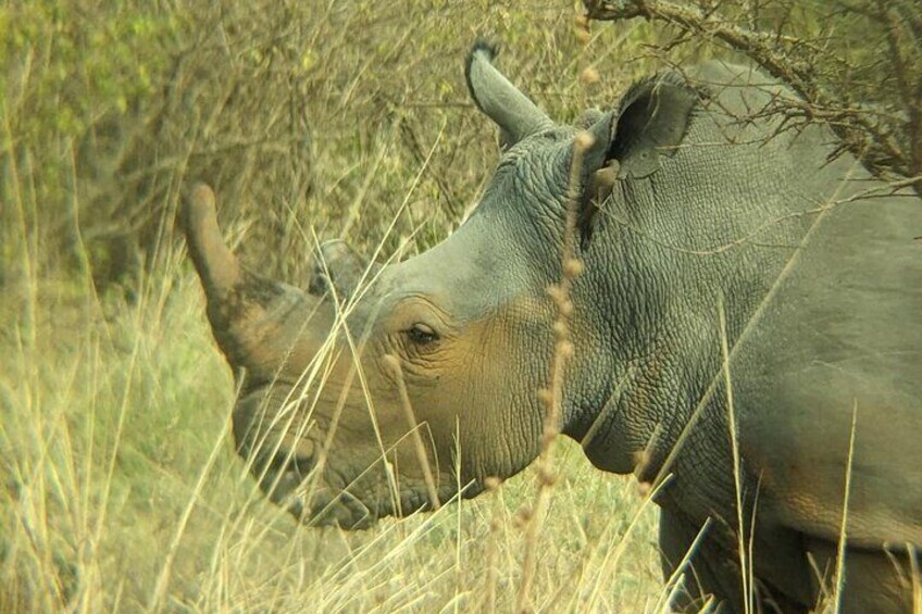 A rhinoceros in a grassy field with sparse trees in the background. 4
