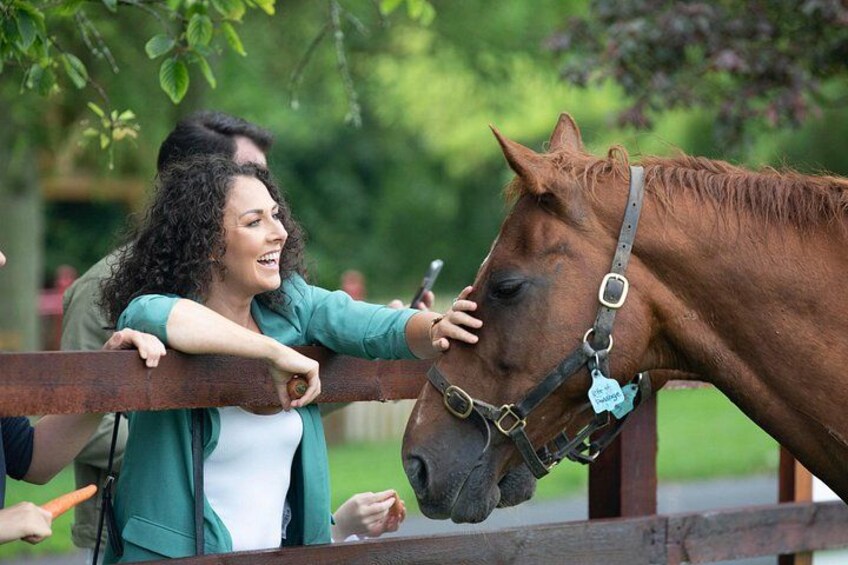 Una persona acariciando un caballo cerca de una valla de madera. 2