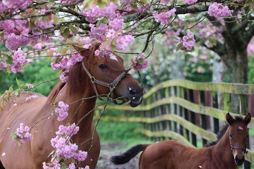 Cherry Blossom Season 2