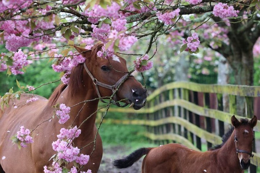 Cherry Blossom Season 3