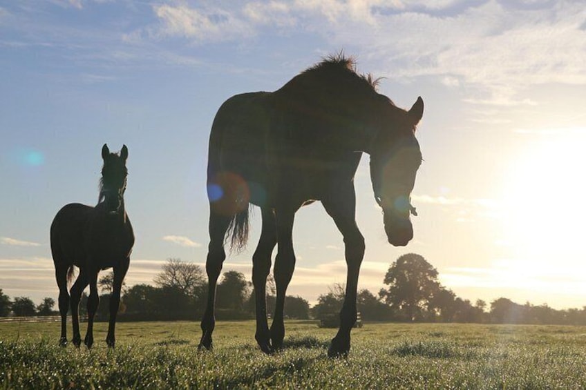 Sunrise Grazing 4