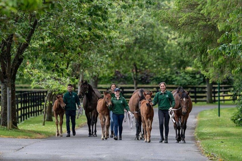 Mares & Foals 3