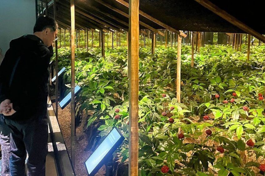 Una persona parada en un invernadero con hileras de plantas de fresa. 2