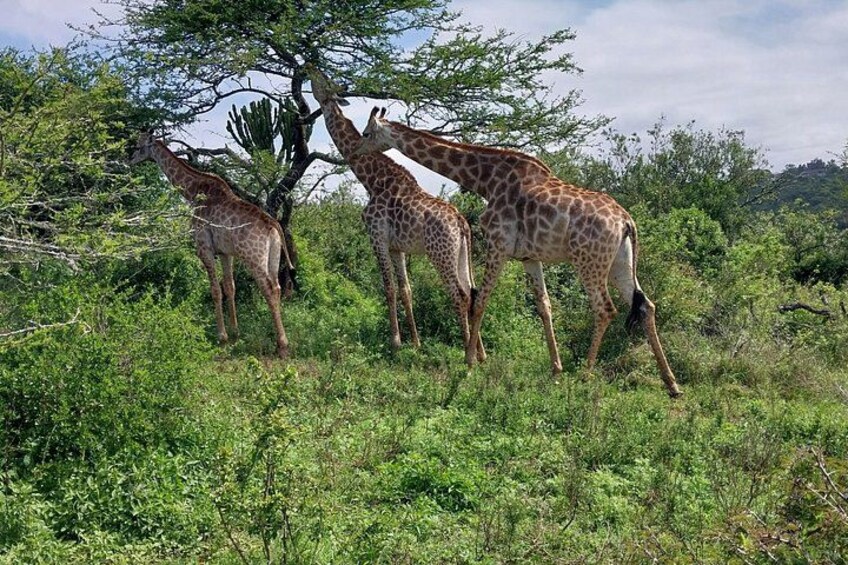 Un groupe de girafes dans une savane herbeuse, parsemée d’arbres. 3
