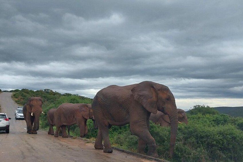 Des éléphants marchant sur une route où circulent des véhicules. 2