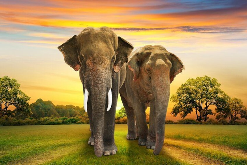 Two elephants on a grassy field with trees and a sunset in the background. 1