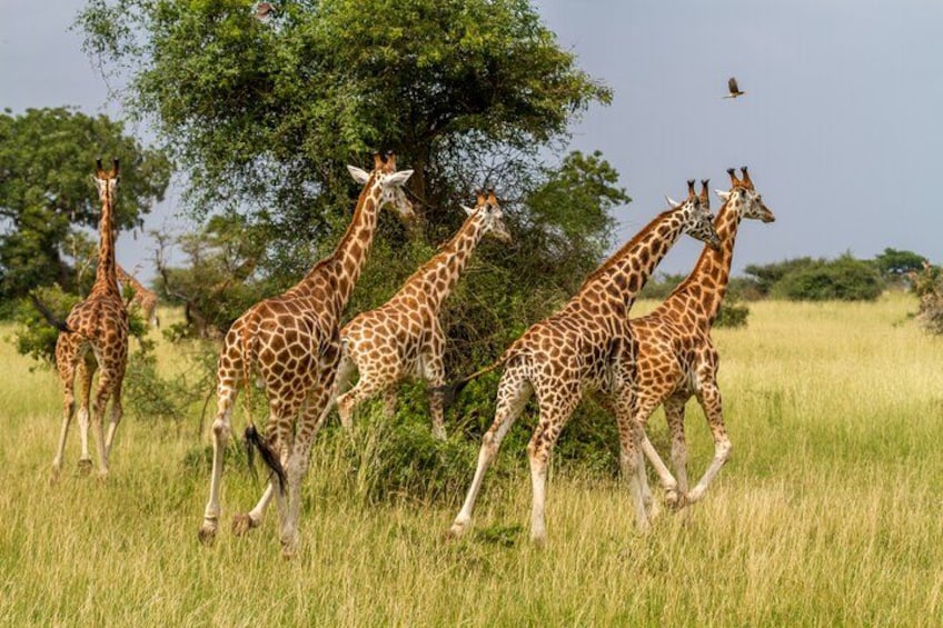 A group of giraffes walking in a grassy field with trees in the background. 3