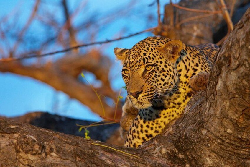 A leopard resting on a tree branch. 4