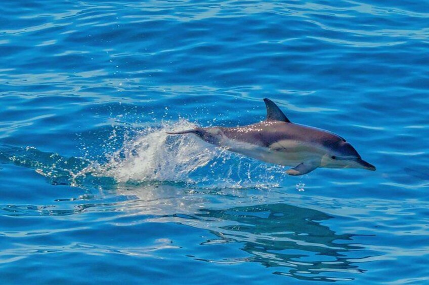 Auckland: Tikapa Moana Dolphin, Whale and Island Cruise 2
