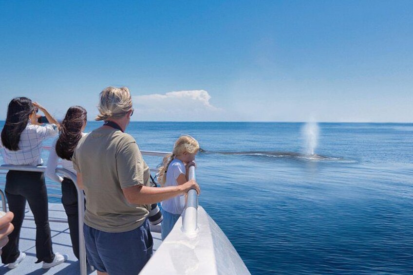 Brydes Whale 2