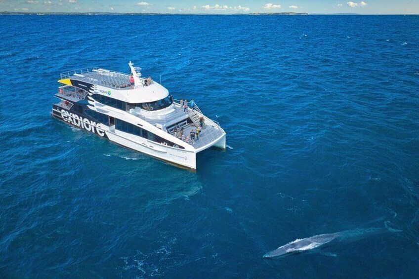 Auckland: Tikapa Moana Dolphin, Whale and Island Cruise 2