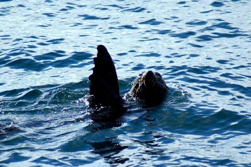 Auckland: Tikapa Moana Dolphin, Whale and Island Cruise 4