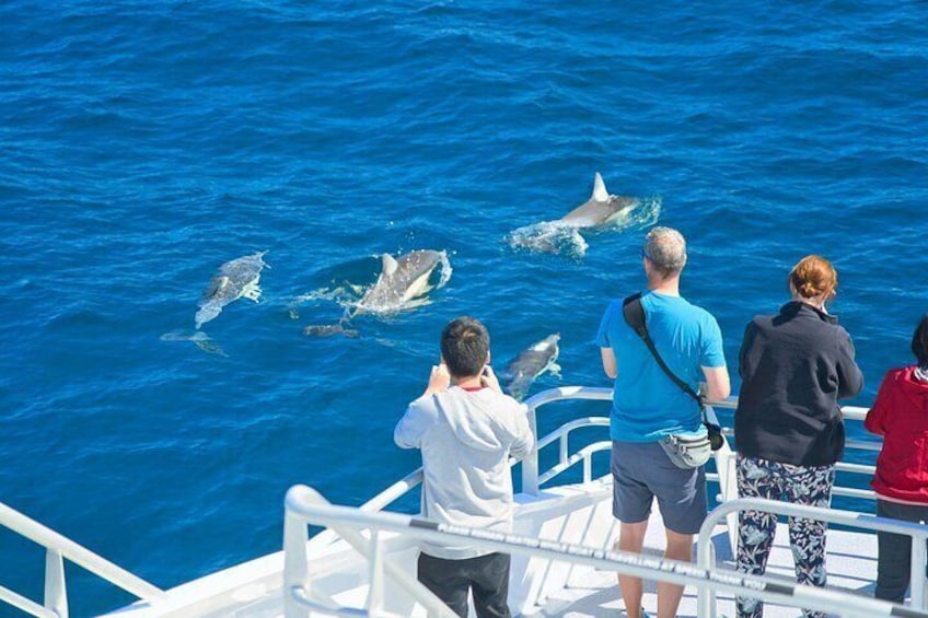 Common Dolphins 2