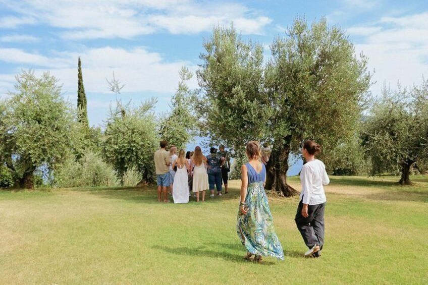 Olive Oil Tasting with Local Food on Lake Garda Hills 2