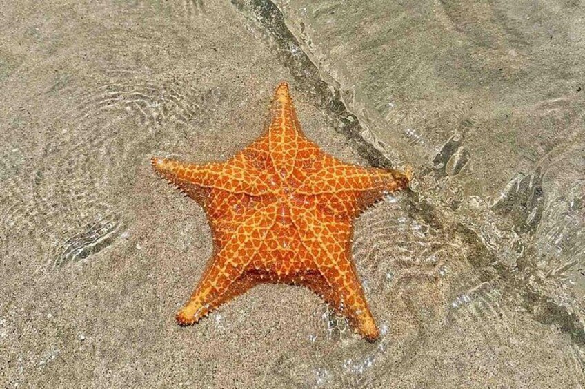 Una estrella de mar sobre una playa arenosa. 4