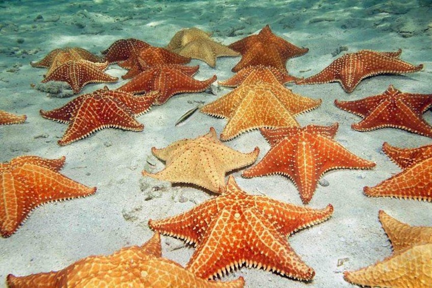 Una estrella de mar sobre un lecho marino arenoso. 2