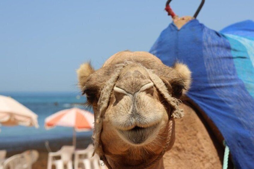 Tarifa to Tangier Private Tour :ferry ticket, lunch & camel ride 4