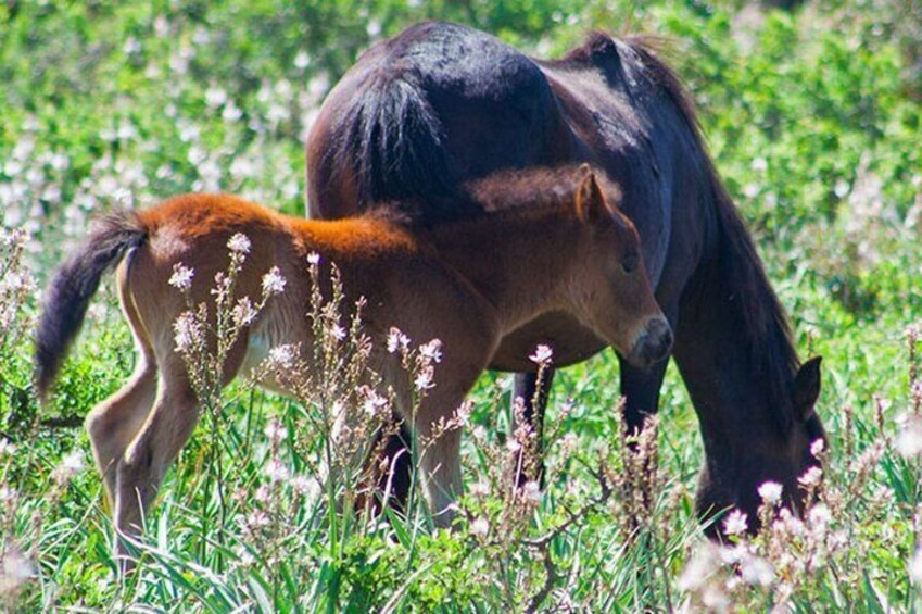 Un caballo pastando en un campo con un potrillo cerca. 1