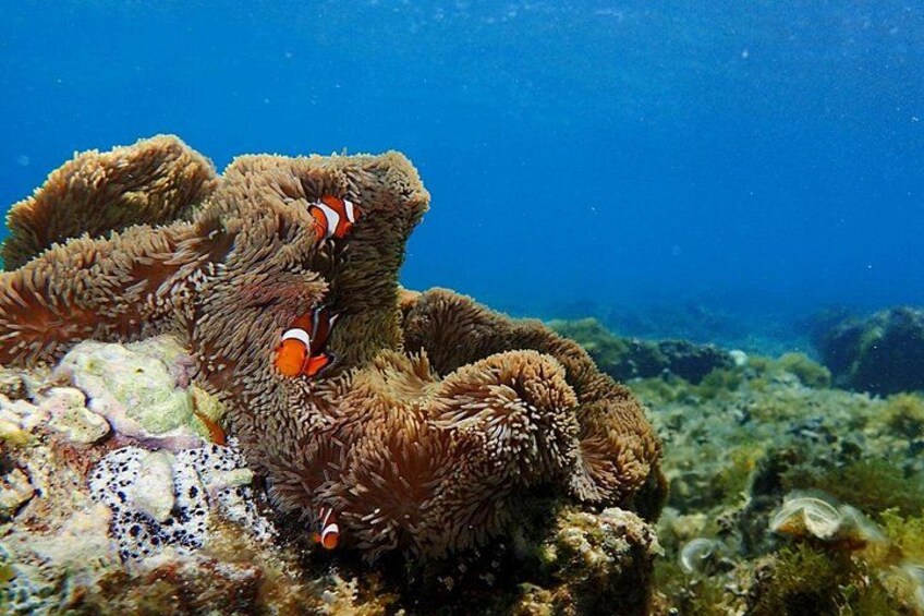 Ishigaki Phantom Island Snorkeling Taketomi Island Sightseeing 2