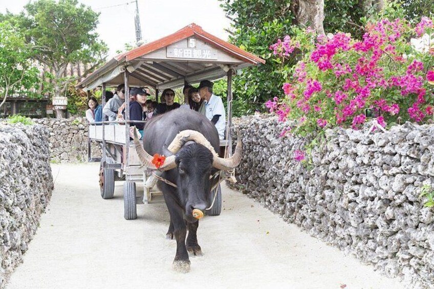 Ishigaki Phantom Island Snorkeling Taketomi Island Sightseeing 3