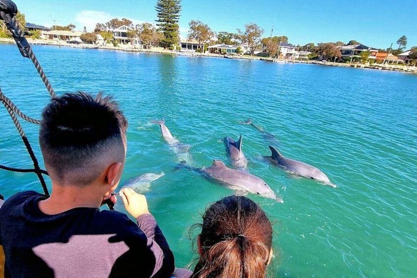 A person feeding dolphins in a body of water with a clear sky and houses in the background. 3