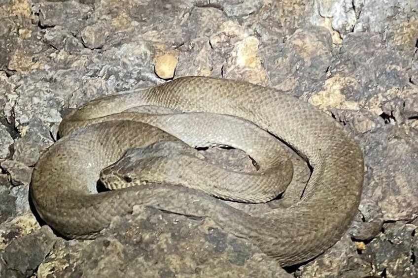 Puerto Rican Boa Chilabothrus inornatus. Endemic species of Puerto Rico and endangered. 2