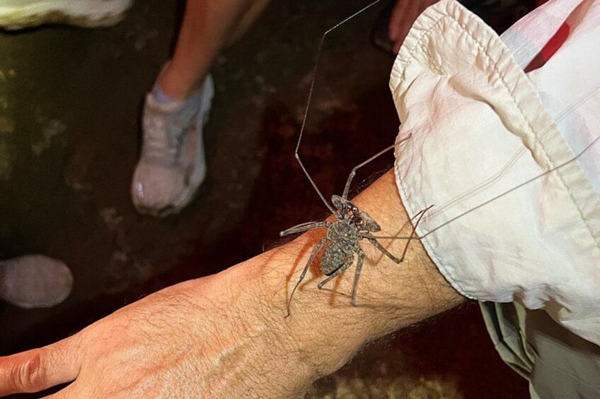 Whip Spider (the Guaba). Completely harmless. 3