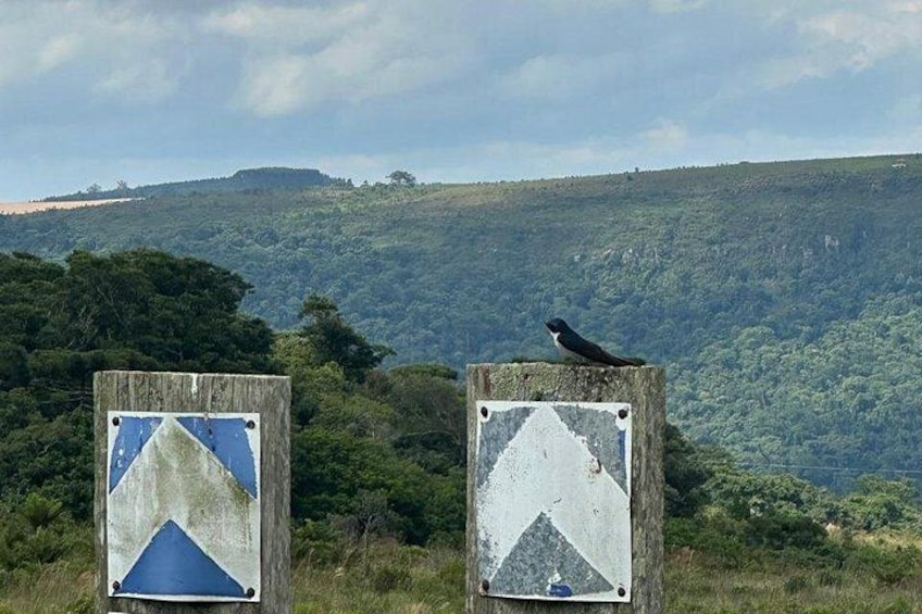 Two weathered directional signs with a bird perched on one, set against a backdrop of a lush green hillside. 3