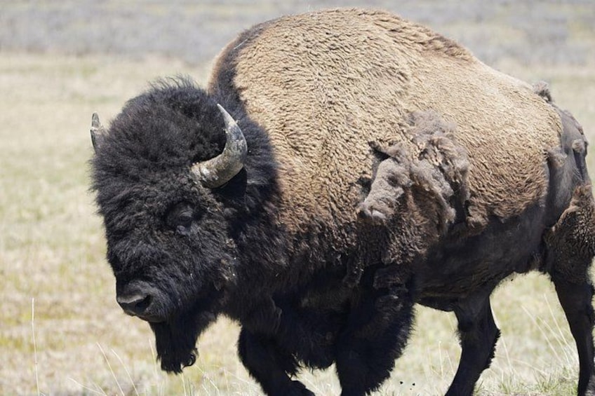 Big male bison are commonly seen on our tours. 2