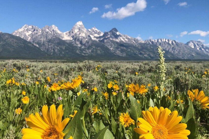 Gorgeous wildflowers in Grand Teton National Park. 3