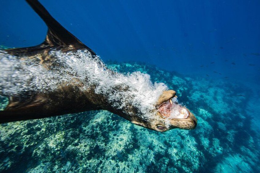 Ocean Seafari Swim with wildlife in SJC 2